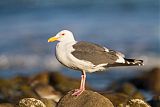 Western Gull