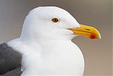 Western Gull