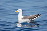 Western Gull