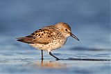 Western Sandpiper