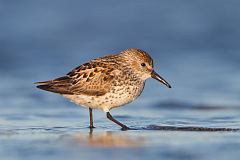 Western Sandpiper