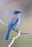 Woodhouse's Scrub-Jayborder=