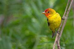 Western Tanager