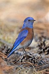 Western Bluebird