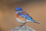 Western Bluebirdborder=