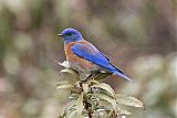 Western Bluebirdborder=