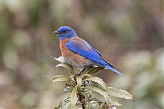 Western Bluebird