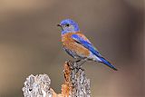 Western Bluebirdborder=