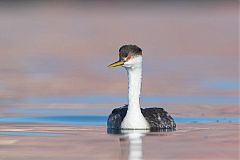 Western Grebe