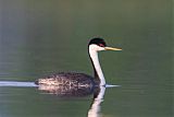 Western Grebe