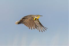 Western Meadowlark