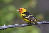 Western Tanager