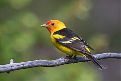 Western Tanager