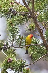 Western Tanager