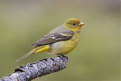 Western Tanager