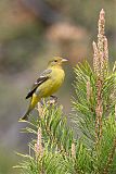 Western Tanager