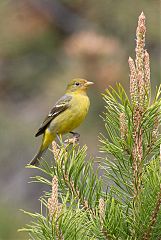 Western Tanager