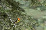 Western Tanager