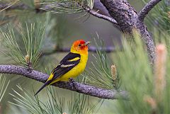 Western Tanager