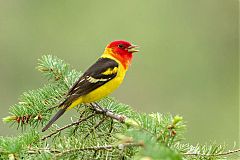 Western Tanager