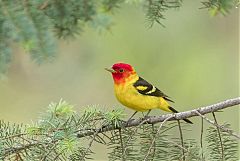 Western Tanager