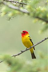 Western Tanager