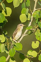Western Warbling Vireo