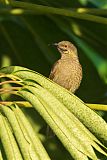 Western Wattled-Honeyeater