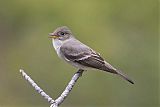 Western Wood-Pewee