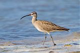 Whimbrelborder=