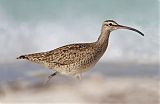 Whimbrel