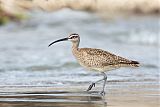 Whimbrelborder=