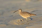 Whimbrelborder=