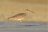 Whimbrelborder=