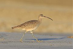 Whimbrel