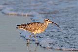 Whimbrelborder=