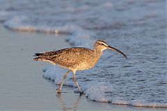 Whimbrel