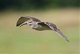 Whimbrelborder=