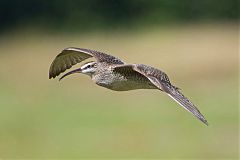 Whimbrel