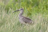 Whimbrelborder=