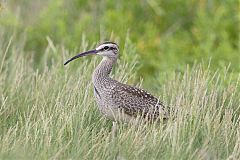 Whimbrel