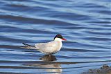 Whiskered Tern