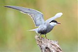 Whiskered Tern