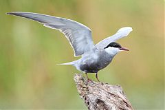 Whiskered Tern