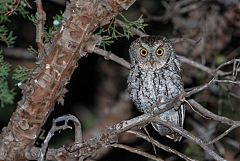 Whiskered Screech-Owl