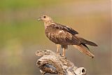 Whistling Kite