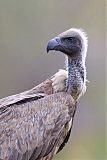 White-backed Vulture