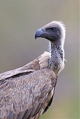 White-backed Vulture