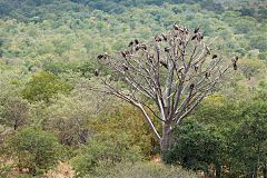 White-backed Vulture