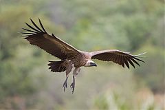 White-backed Vulture